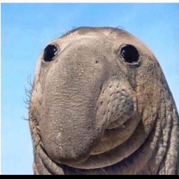 Meet your Posher, Adrian - Picture 1 of 1